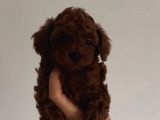KIVIRCIK TÜYLÜ SEVİMLİ TOY POODLE 