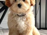 MALTİPOO CİNSİ YAVRULAR EV ÜRETİMİ 