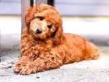KIPKIRMIZI RED TOY POODLE 