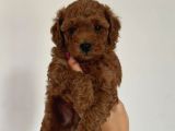 SEVİMLİ YAVRULAR TOY POODLE 