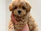 KAHVE TONLU MALTİPOO CİNSİ YAVRULAR 