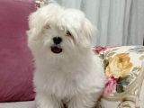 KAR BEYAZ MALTESE TERRİER CİNSLERİ 