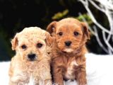 MALTİPOO CİNSİ YAVRULAR EV ÜRETİMİ 