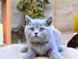 Tontiş Yanaklı Gri British Shorthair