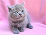 Ayı Surat Gri British Shorthair