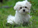 SEVİMLİ YAVRULAR MALTESE TERRİER 