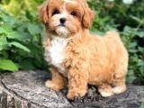 MALTİPOO CİNSİ YAVRULAR EV ÜRETİMİ 