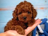 KIPKIRMIZI RED TOY POODLE 