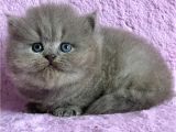 Çiçeğimiz Gri British Longhair