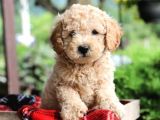MALTİPOO CİNSİ YAVRULAR EV ÜRETİMİ 