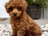 POODLE TOY SEVİMLİ YAVRULAR 
