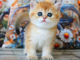 Sarı Kürklü Mutluluk Paketi Golden British Shorthair 