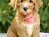 MALTİPOO CİNSİ YAVRULAR EV ÜRETİMİ 
