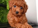 TOY POODLE YAVRUMUZ 0 TEACUP