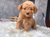 MALTİPOO YAVRULARIM HARİKA RENK , ANATOMİ VE BOY