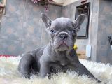 EGZOTİK FRENCH BULLDOG YAVRULARIMIZ HARİKA RENKLER VE ANATOMİ