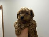 Toy Poodle Yavrular 