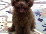 Toy poodle 
