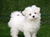 KAR BEYAZ MALTESE TERRİER CİNSLERİ 