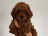 TOY POODLE YAVRUMUZ 0 TEACUP