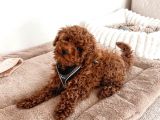EĞİTMENDEN EĞİTİMLİ TOY POODLE 