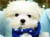 KAR BEYAZ MALTESE TERRİER CİNSLERİ 