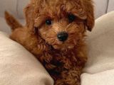 TOY POODLE YAVRUMUZ 0 TEACUP