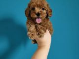 TOY POODLE YAVRUMUZ 0 TEACUP