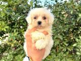 MALTİPOO CİNSİ YAVRULAR EV ÜRETİMİ 