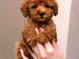 TOY POODLE YAVRUMUZ 0 TEACUP