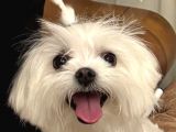 Dişi maltese terrier safkan kore cins