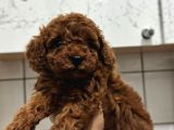 Toy poodle Kore ırk garantili 