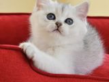 Oyuncu Kedimiz NS24 British Shorthair 