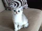 Mükemmel British Shorthair Yavrular 