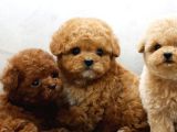 İSTANBULUN EN GÖZDE TOY POODLE BEBEKLERİ