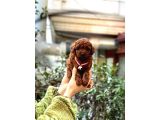Orijinal Toy Poodle Bebeklerim