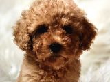 DOST CANLISI EN SEVİMLİ TOY POODLE DİŞİ YAVRU