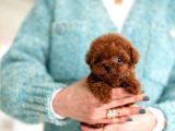 İSTANBUL KAPIDA ÖDEMELİ TOY POODLE BEBEKLERİM 