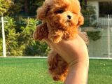 ÇOCUKLARIN MUTLULUĞU TOY POODLE BEBEKLERİM 