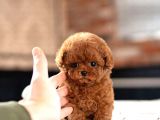 MİCRO BOY TOY POODLE BEBEKLERİM 