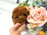 BEBEK SURAT TOY POODLE BEBEKLERİM 
