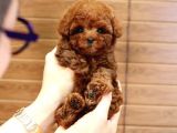 KOREAN EXPORT YURT DIŞI GRİSİLİ TOY POODLE BEBEKLERİM