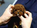 SAFKAN A KALİTE TOY POODLE BEBEKLERİM 