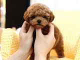 İSTANBUL KAPIDA ÖDEMELİ TOY POODLE BEBEKLERİM 