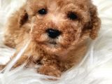  Teacup apricot renk poodle yavru