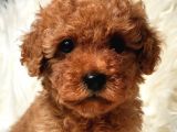 Veteriner teknikerinden toy poodle dişi bebekler