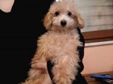 AİLEYE MAMA KARŞILIĞI TOY POODLE