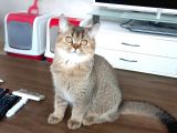4 Aylık Mükemmel British Shorthair Yavru 