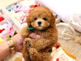 MAYA KIZIMIZIN MÜKEMMEL YAVRUSU TOY POODLE 