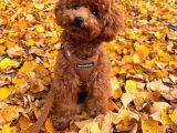 Peluş oyuncak Toy Poodle yavrumuz 